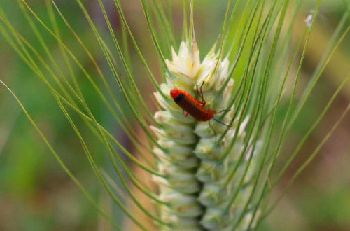 A importância da fertilização foliar para as culturas agrícolas