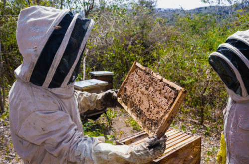Prazo da declaração anual para Apicultores termina a 30 de setembro