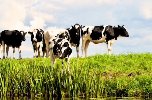 Apoio pecuário para explorações afetadas pelos incêndios rurais