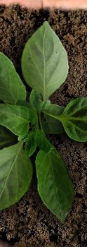 Solo – práticas sustentáveis