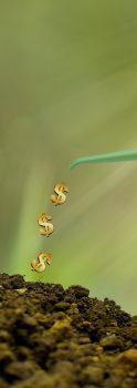 Investimento e Hortícolas Biológicos